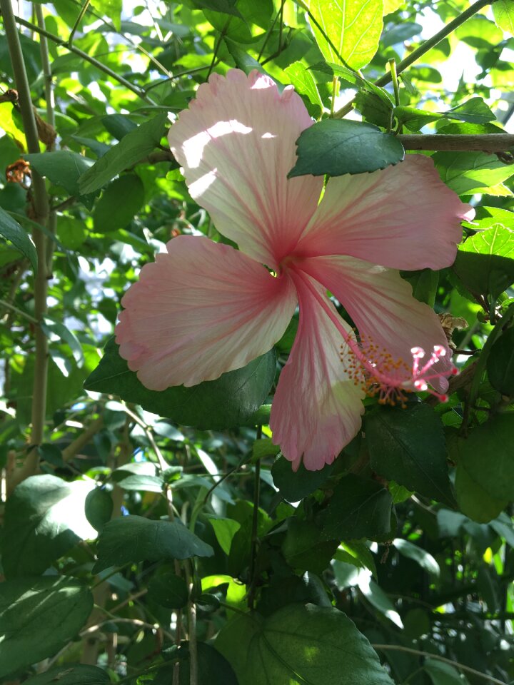 Tropical botanical blossom