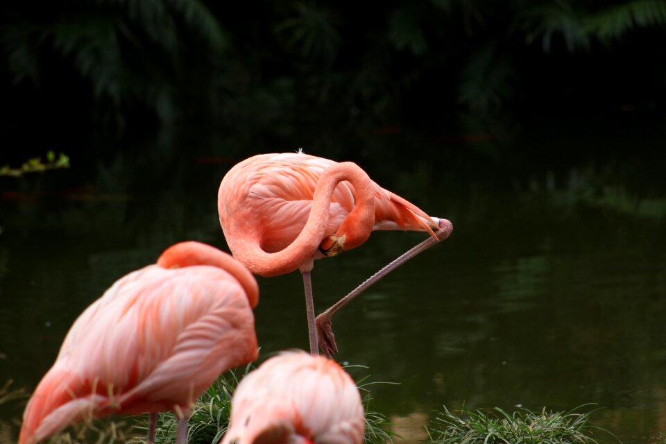 Flamenco birds flamingo