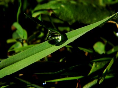 Sheet nature grass