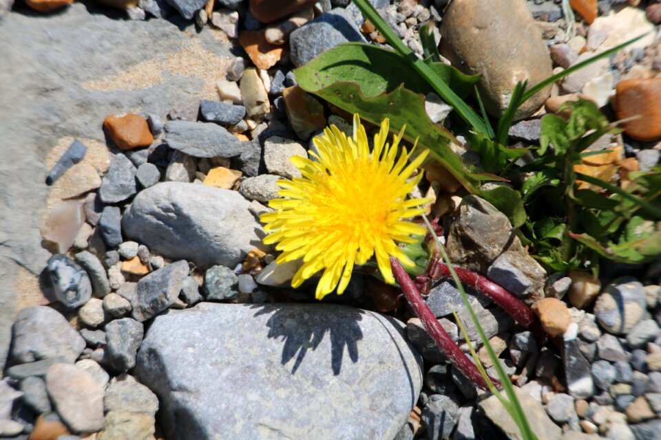Dandelion rock garden