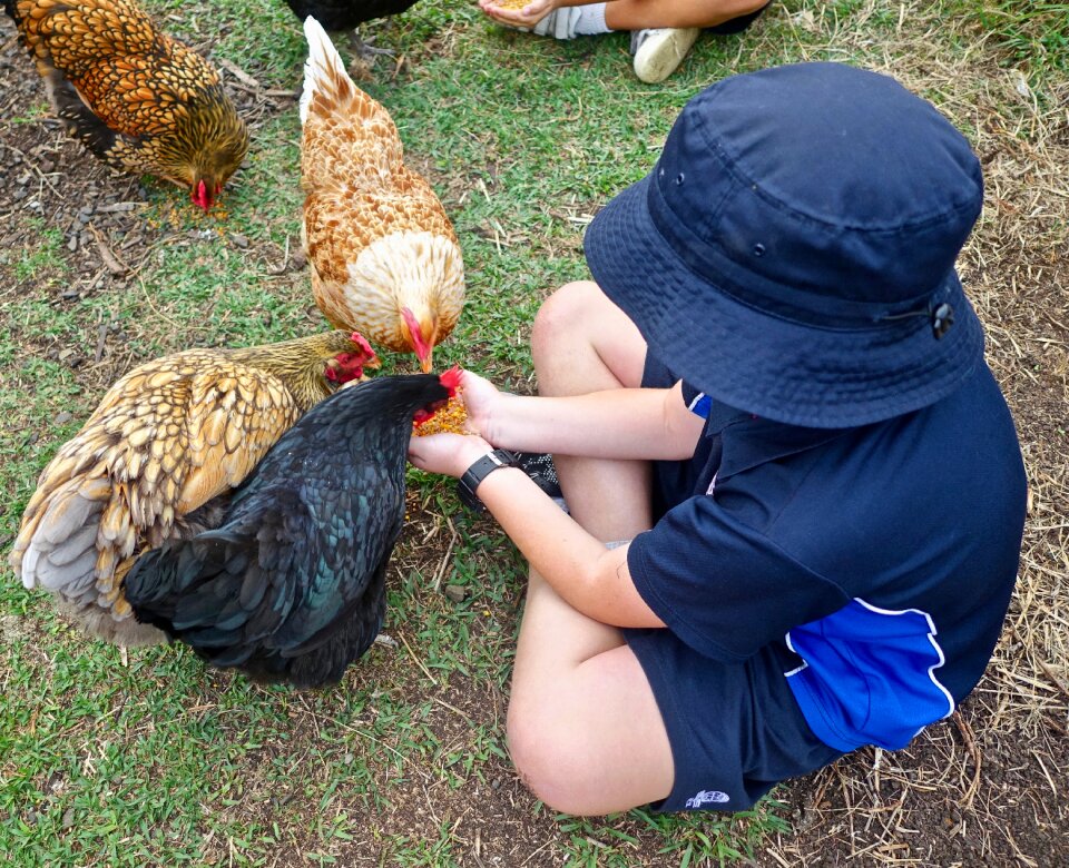 Child poultry plumage