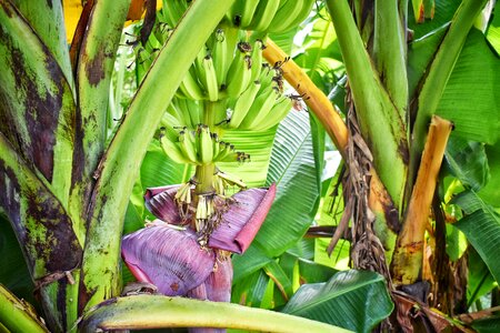 Background green banana photo