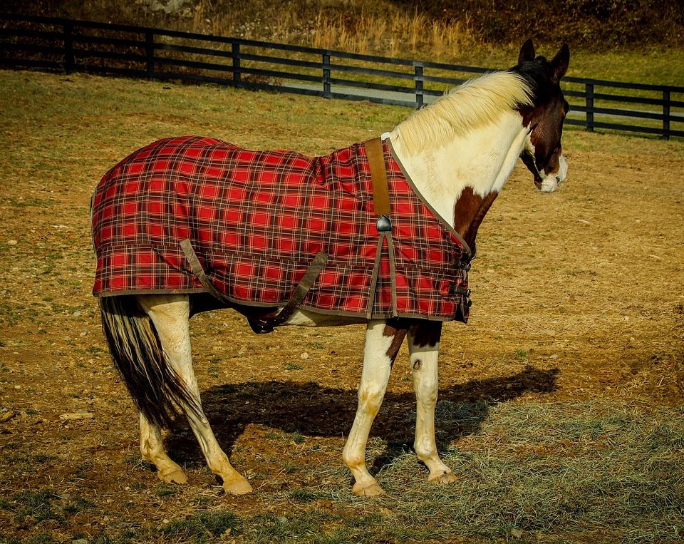 Horse sheet equine pasture