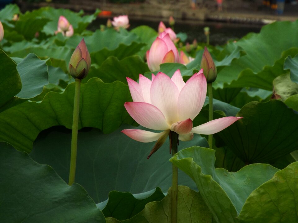 Lotus dragon boat festival noble