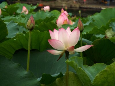 Lotus dragon boat festival noble photo