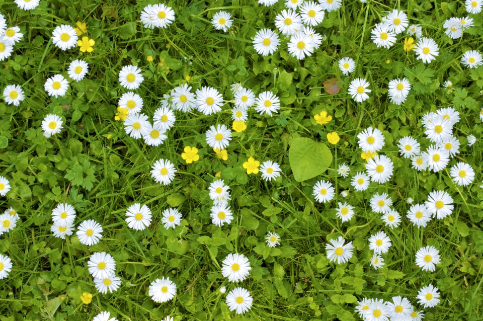 Idyllic wildflowers