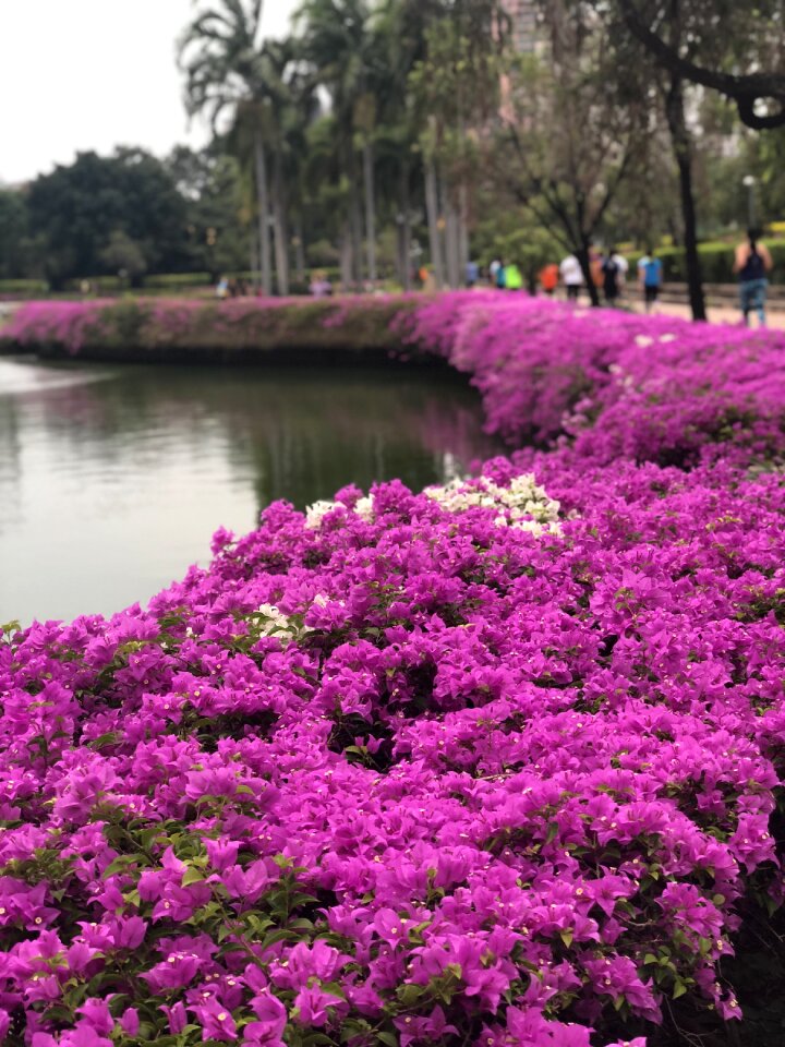 Nature plant science flower garden