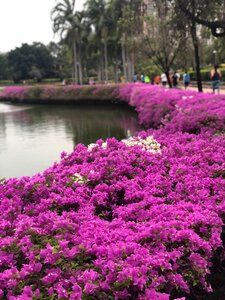 Nature plant science flower garden