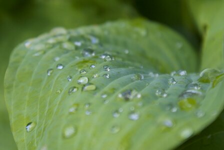 Dewdrop raindrop