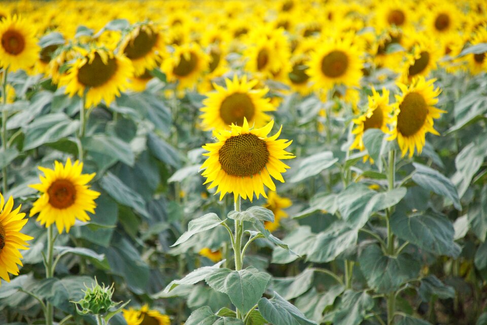 Agriculture plant yellow