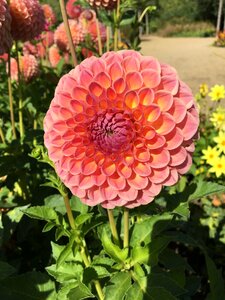 Petals full botanical