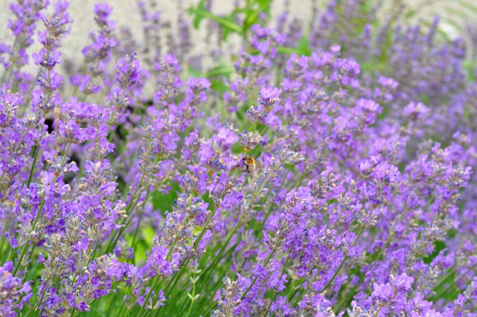 Garden flora aroma
