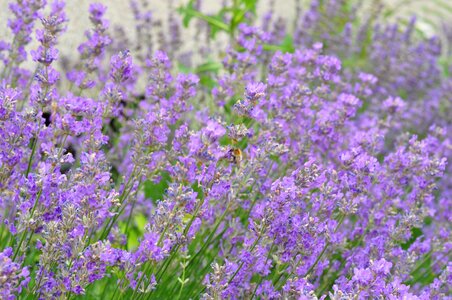 Garden flora aroma