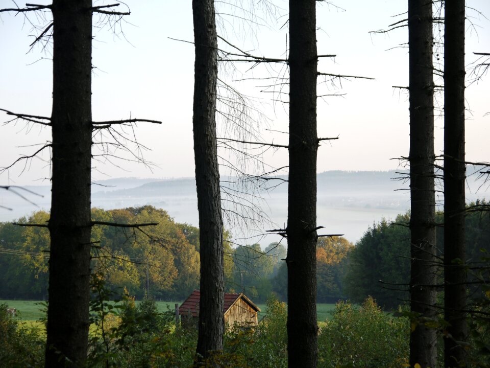 Trees autumn atmospheric