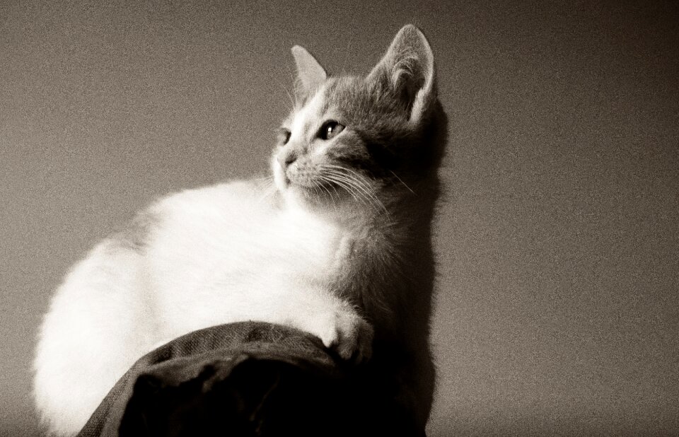 Animal cute feline