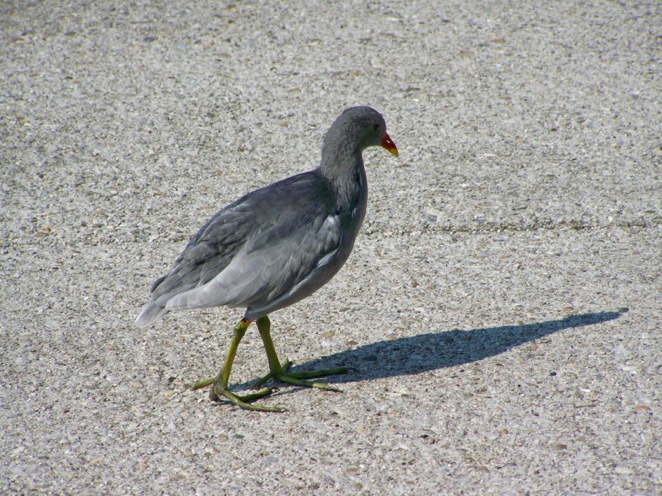 Water hen waterfowl grey bird
