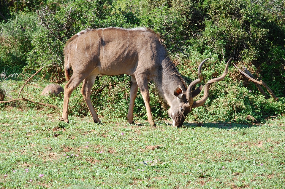 Nature wildlife animals
