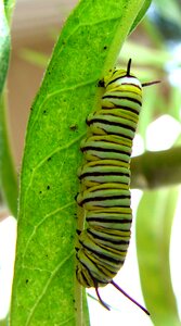 Green wildlife eating