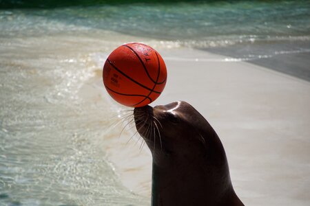 Sea ​​lion nature mammal