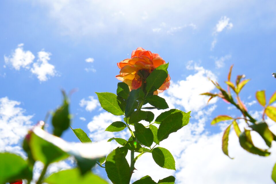 Petal strength sky