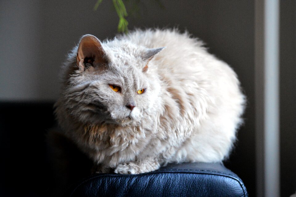 Light selkirk rex sheep cat