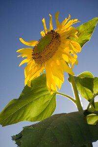 Yellow flower summer