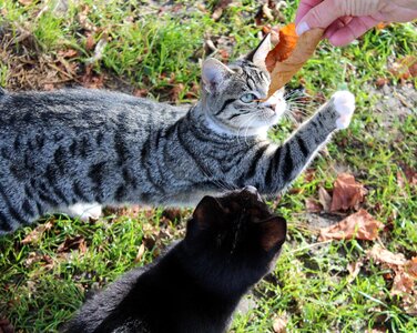 Curious animals playful photo