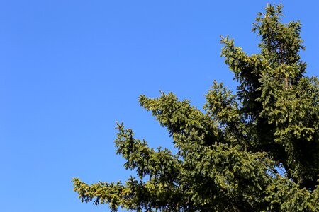 Blue evergreen needles photo