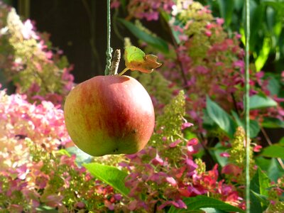 Apple malus domestica garden decoration photo