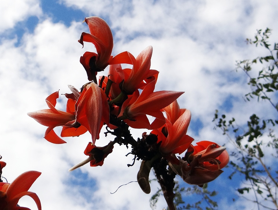 India flower blossom