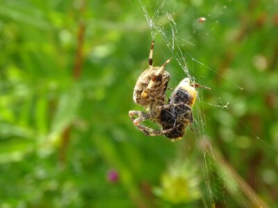 Nature fauna prey