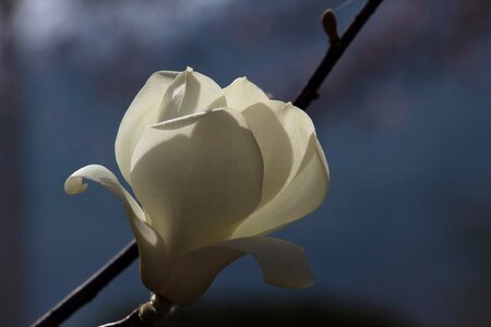 Spring white magnoliengewaechs photo