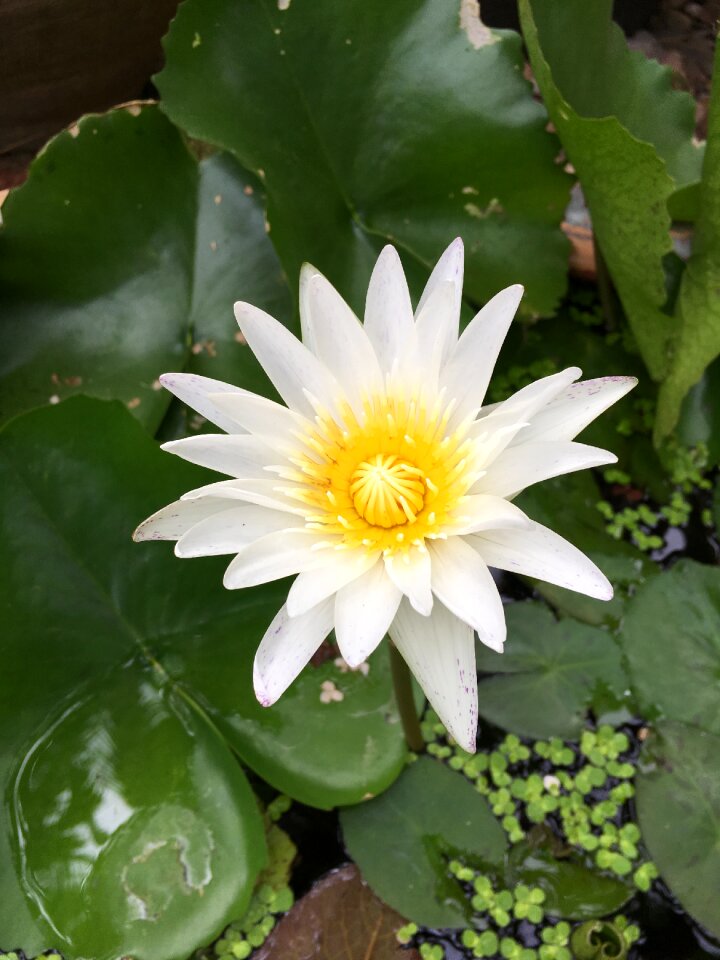 Yellow pollen