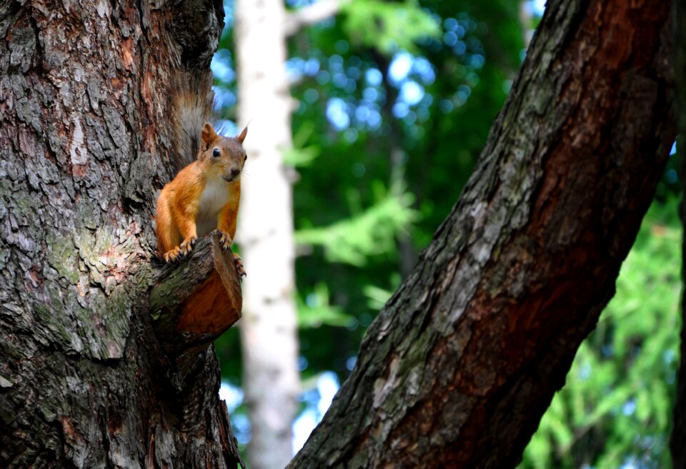 Rodent nature furry