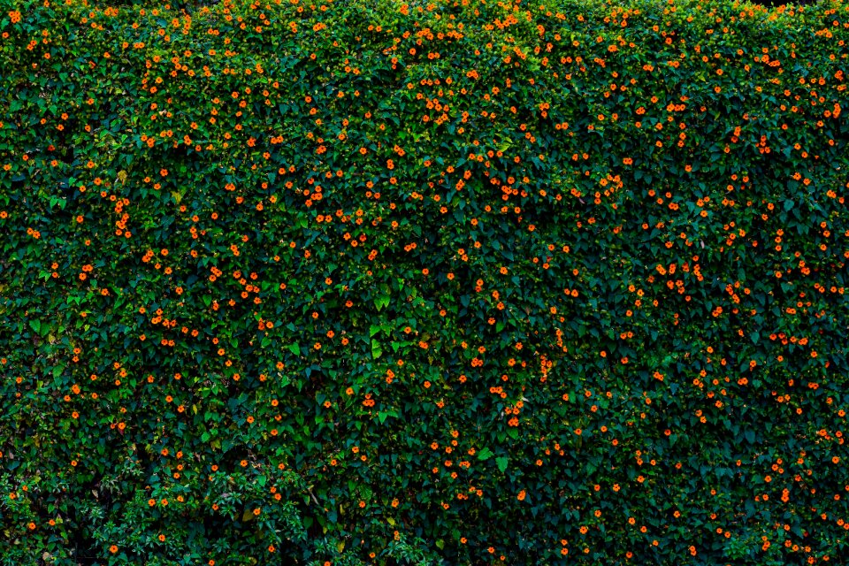 Green nice flowers