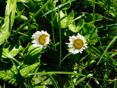 Daisies summer spring photo