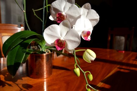 Orchid pink and white bronze plant photo