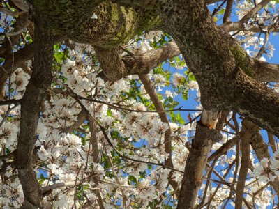 Spring flower tree photo