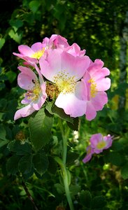 Summer flora petals