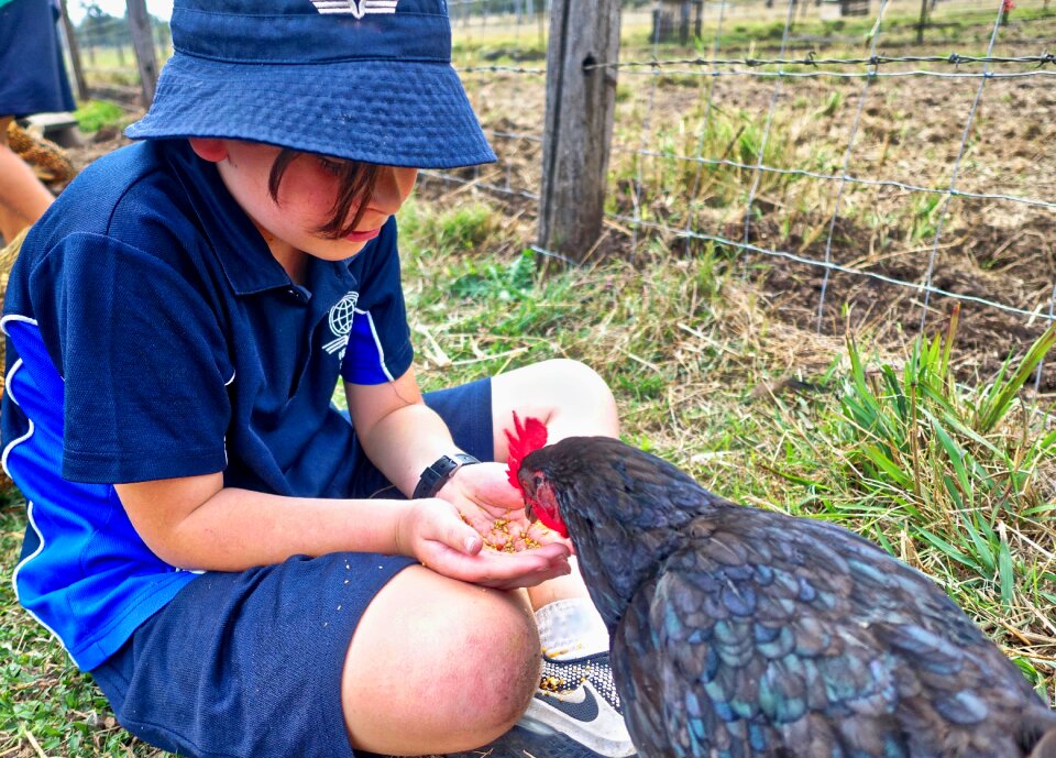Cute poultry farm