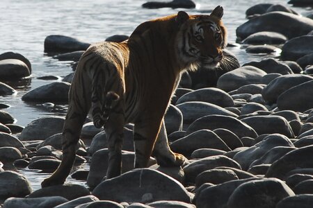 India wild animal photo
