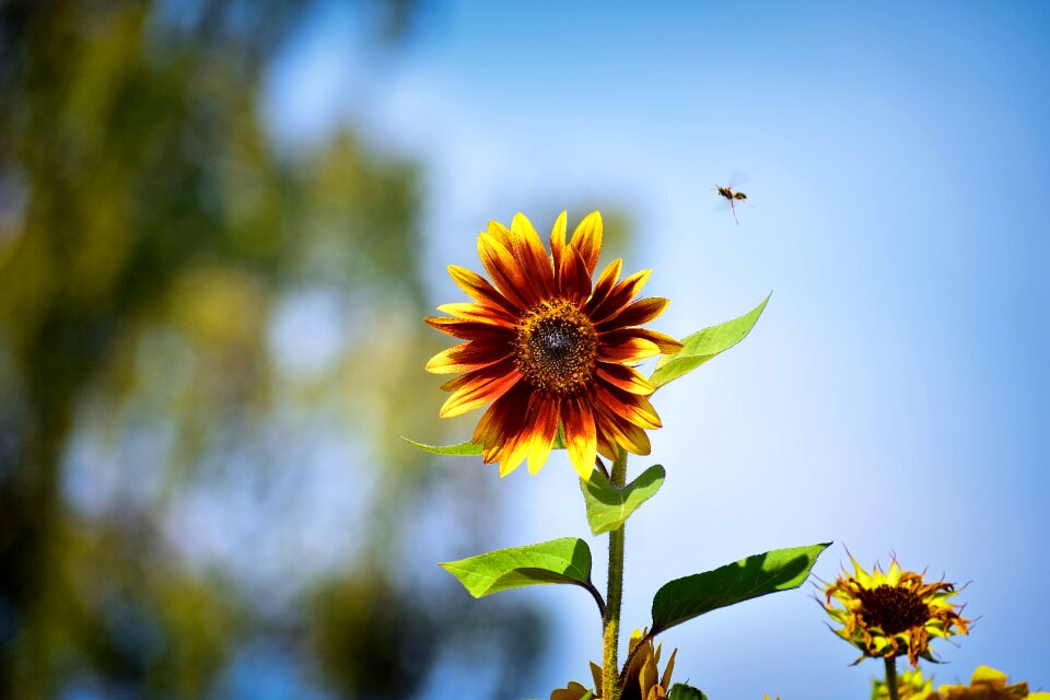 Yellow flower blue sunflower