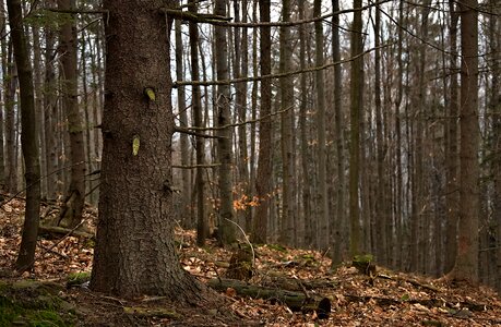 Mountains nature the bark photo