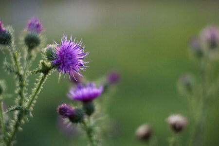 Vegetable nature garden photo