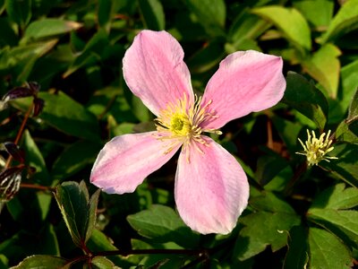 Pink vierblättrig blossom