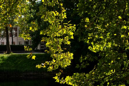 City park green