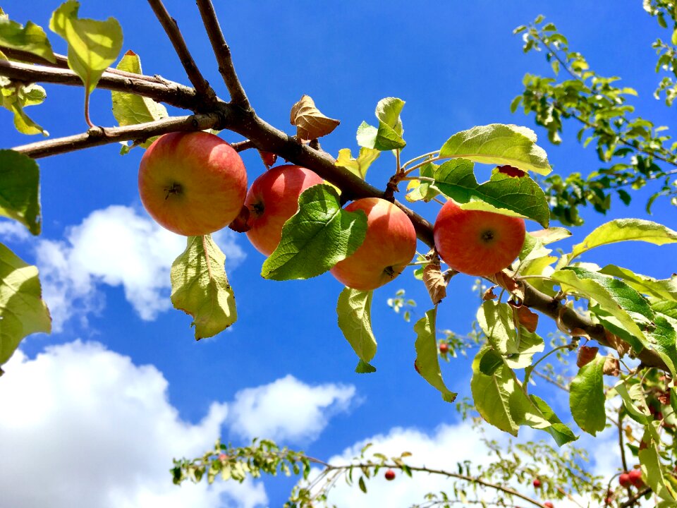 Clouds red branch