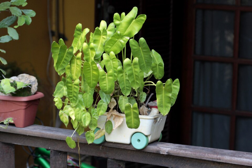 Plant vase balcony