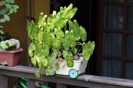 Plant vase balcony