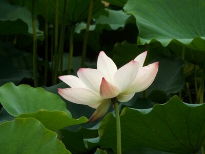 Lotus dragon boat festival noble